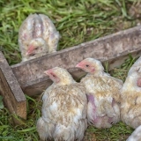 Čime hraniti brojlere